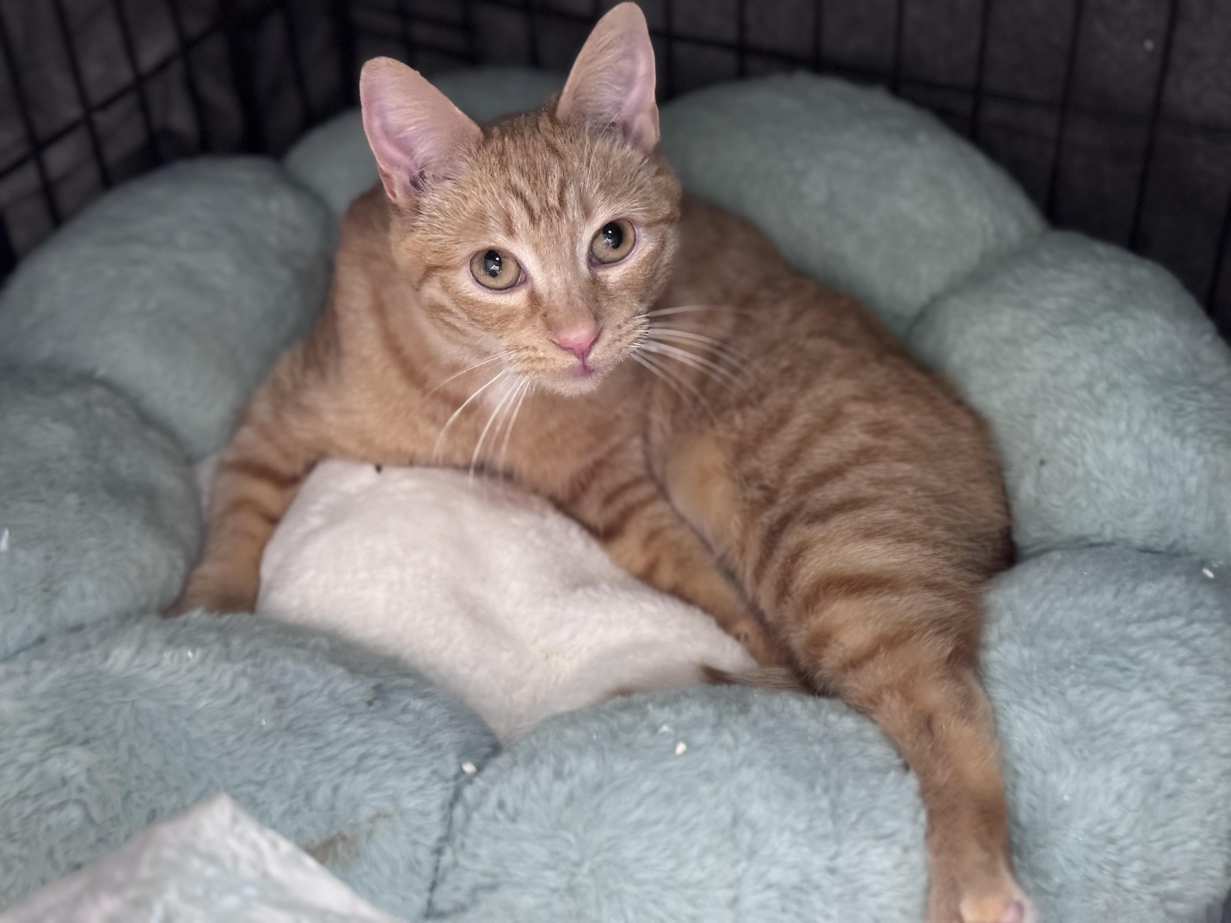 Gillian, a Adopted Domestic Short Hair in Long Beach, CA image 1/3