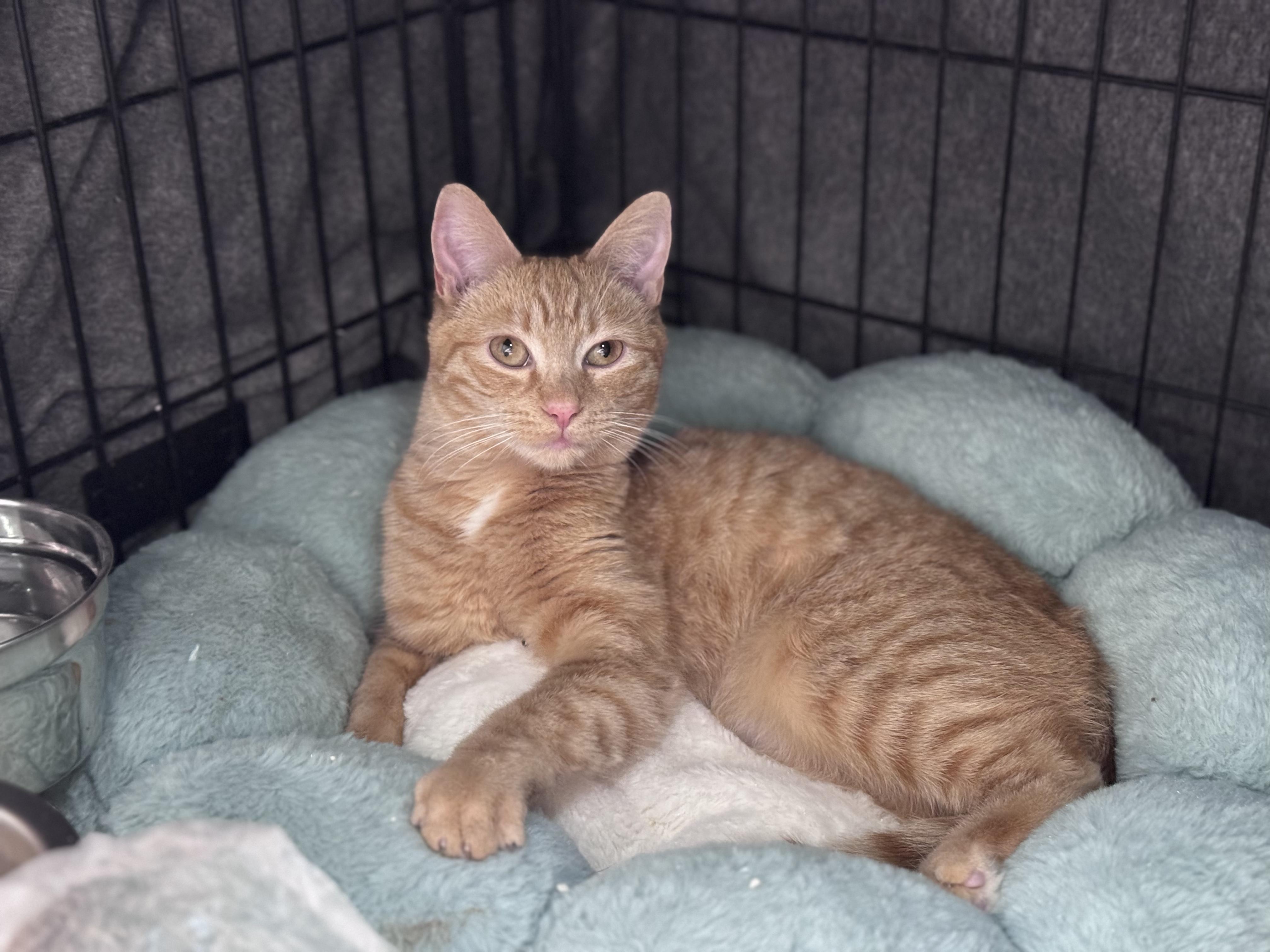 Gillian, a Adopted Domestic Short Hair in Long Beach, CA image 2/3