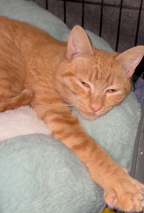 Enlarge Gillian, a Adopted Domestic Short Hair in Long Beach, CA video 3/3