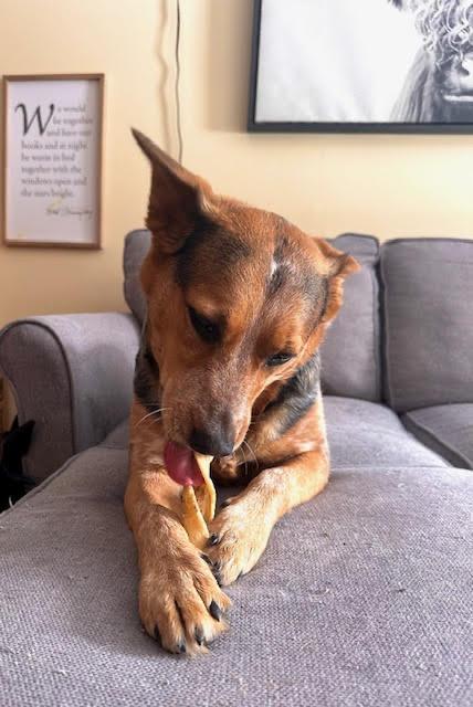 Enlarge Ember, a ADOPTABLE Australian Cattle Dog / Blue Heeler in Garden City, NY image 2/5