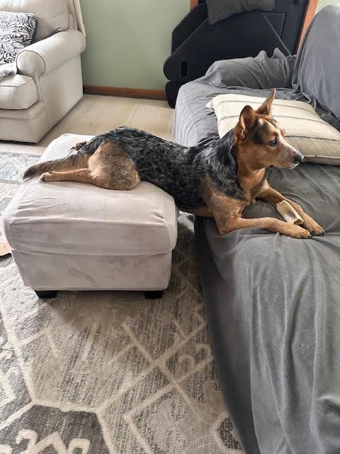 Enlarge Ember, a ADOPTABLE Australian Cattle Dog / Blue Heeler in Garden City, NY image 3/5