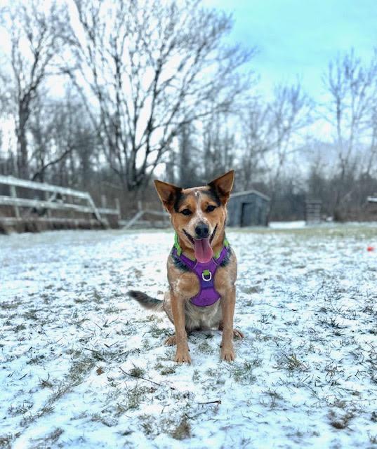 Enlarge Ember, a ADOPTABLE Australian Cattle Dog / Blue Heeler in Garden City, NY image 1/5