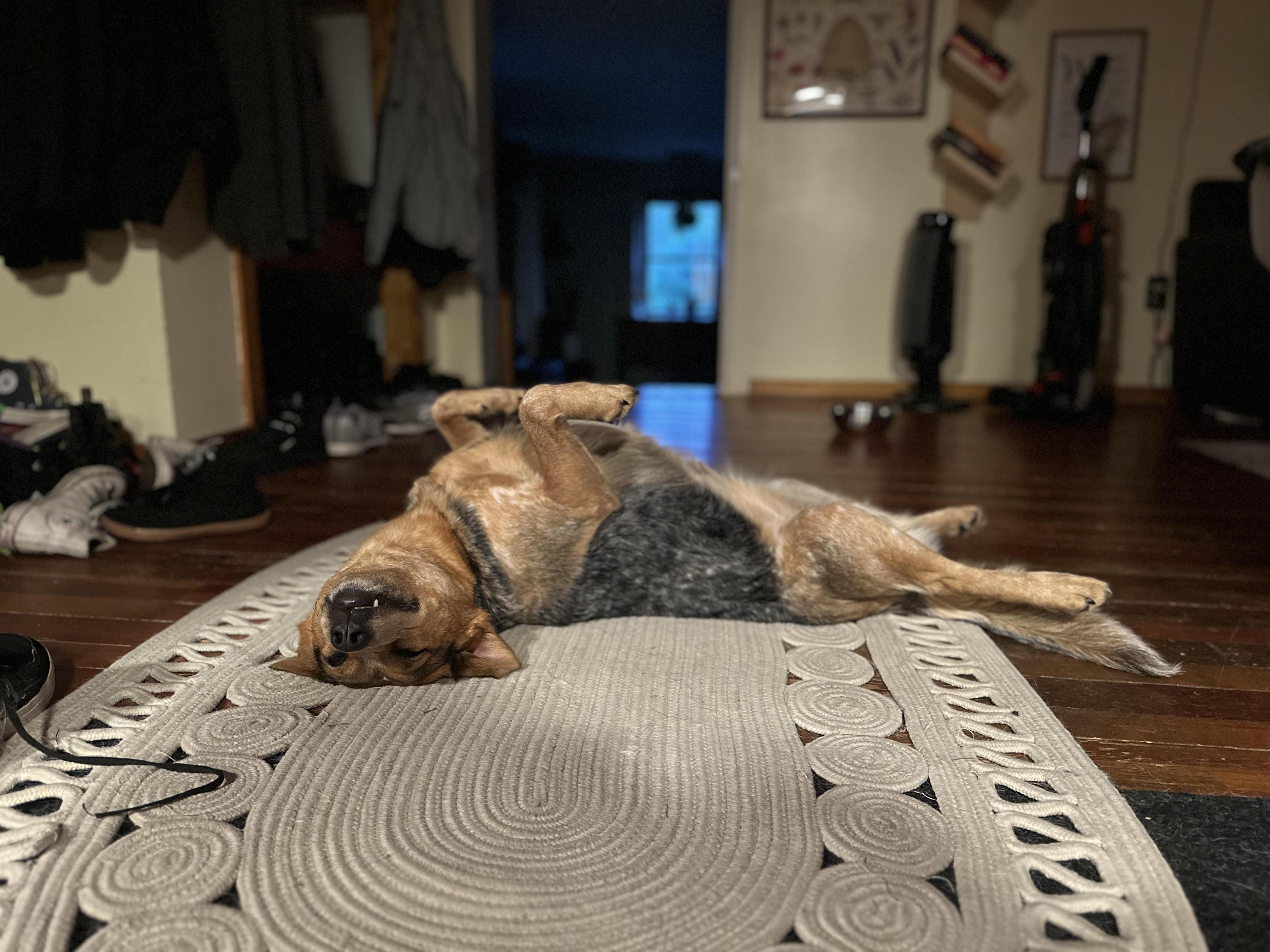 Enlarge Ember, a ADOPTABLE Australian Cattle Dog / Blue Heeler in Garden City, NY image 4/5