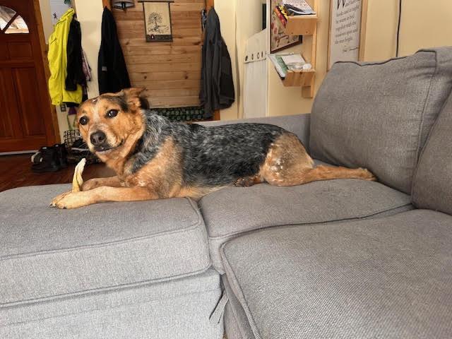 Enlarge Ember, a ADOPTABLE Australian Cattle Dog / Blue Heeler in Garden City, NY image 5/5