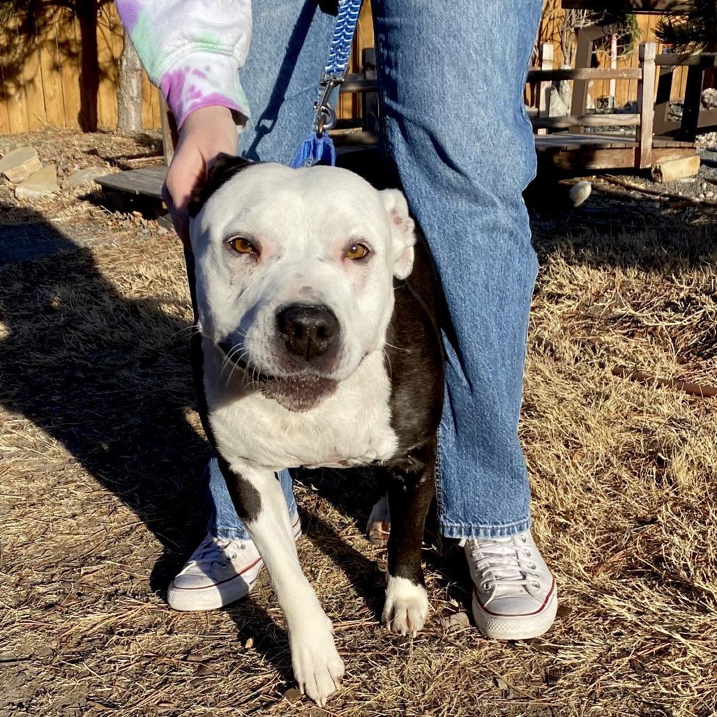 Zeva, Adoptable, Adult Female Pit Bull Terrier.