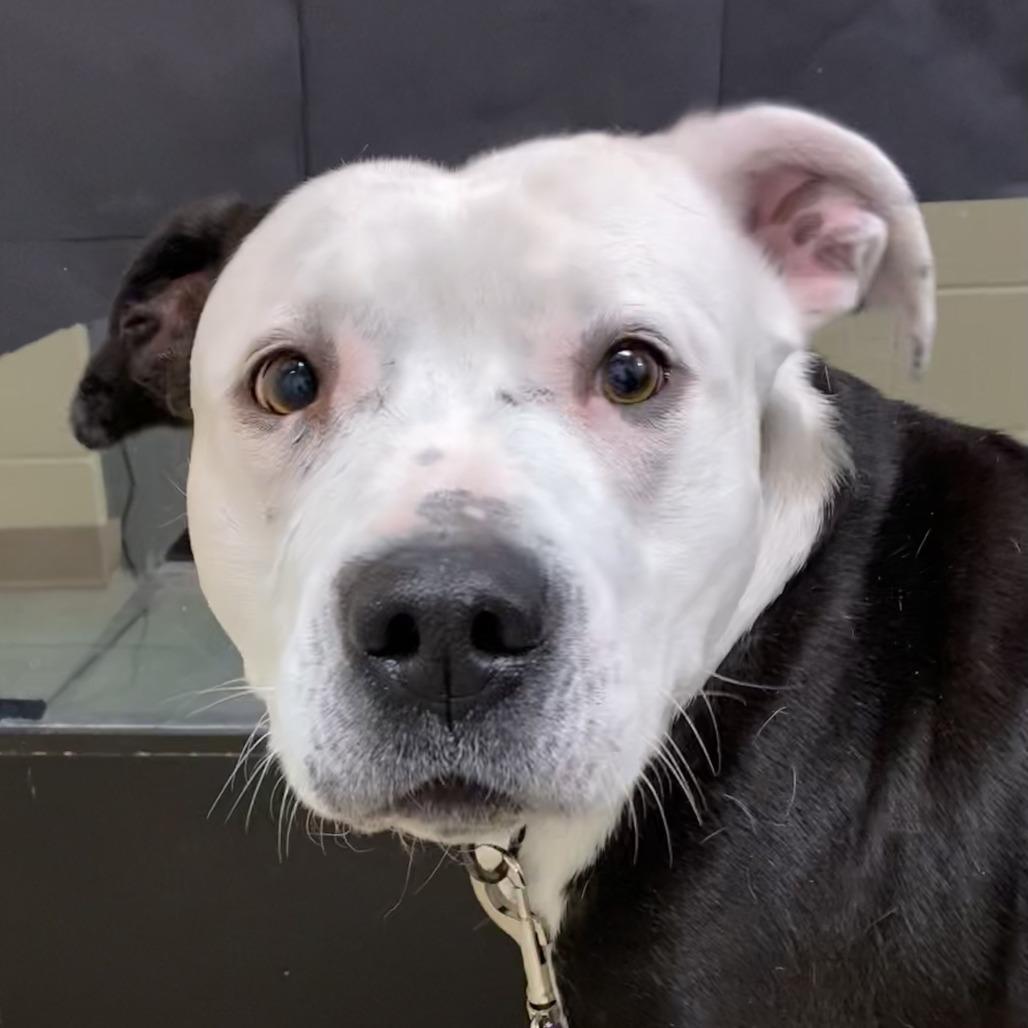 Zeva, a Adoptable Pit Bull Terrier in Cheyenne, WY image 2/3