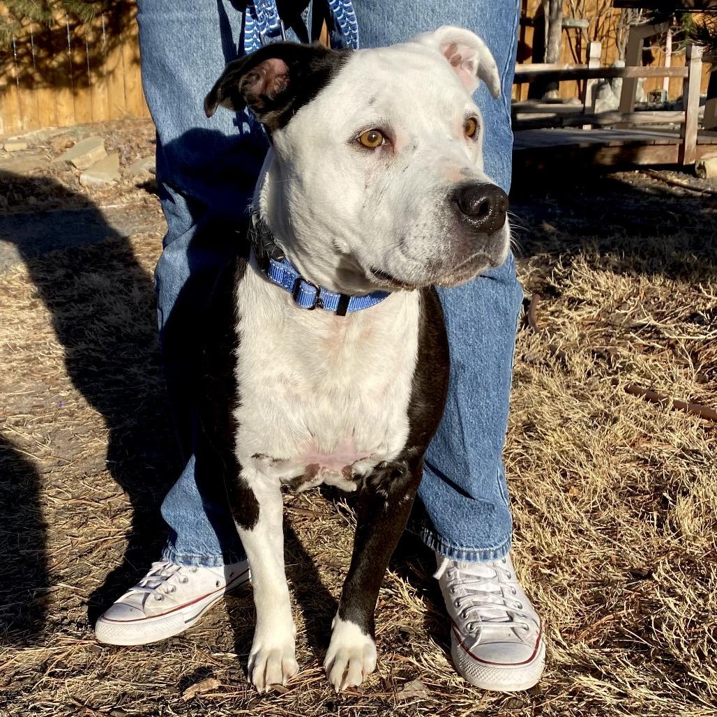 Zeva, a Adoptable Pit Bull Terrier in Cheyenne, WY image 3/3