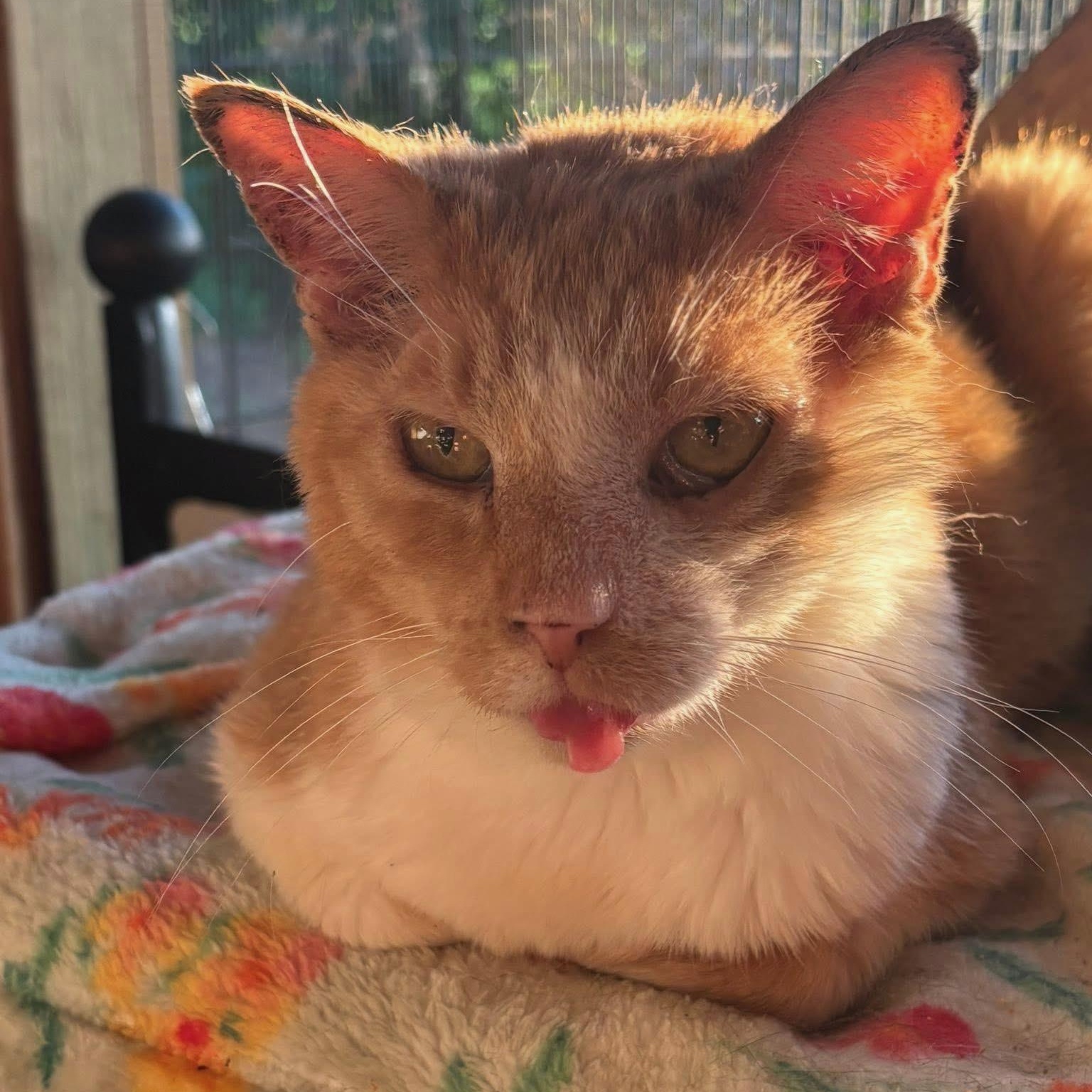 Enlarge Arthur, a Adoptable Domestic Short Hair in Pardeeville, WI image 1/1