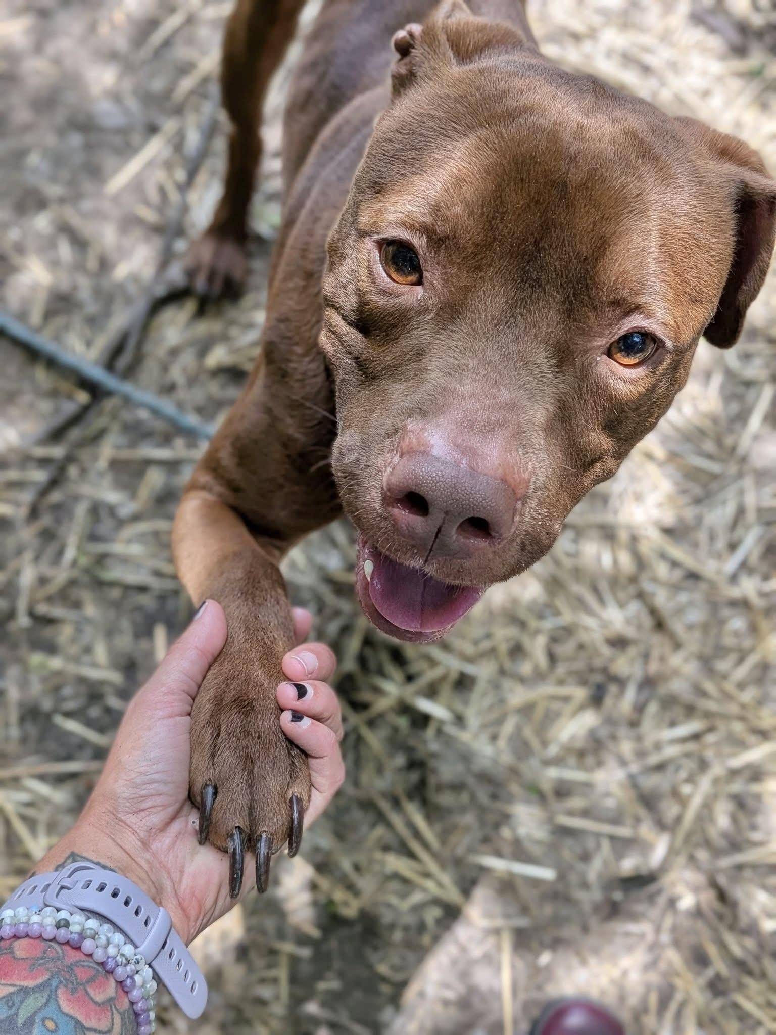 Lord Farquaad, a ADOPTABLE Pit Bull Terrier in Chicago, IL image 2/5