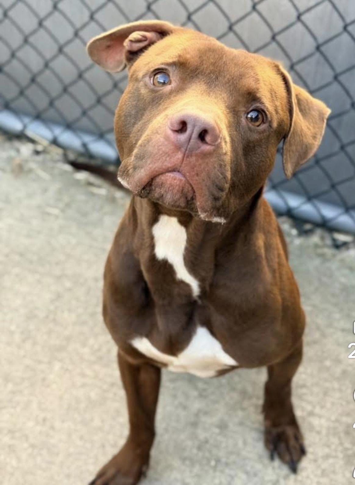Lord Farquaad, a ADOPTABLE Pit Bull Terrier in Chicago, IL image 4/5