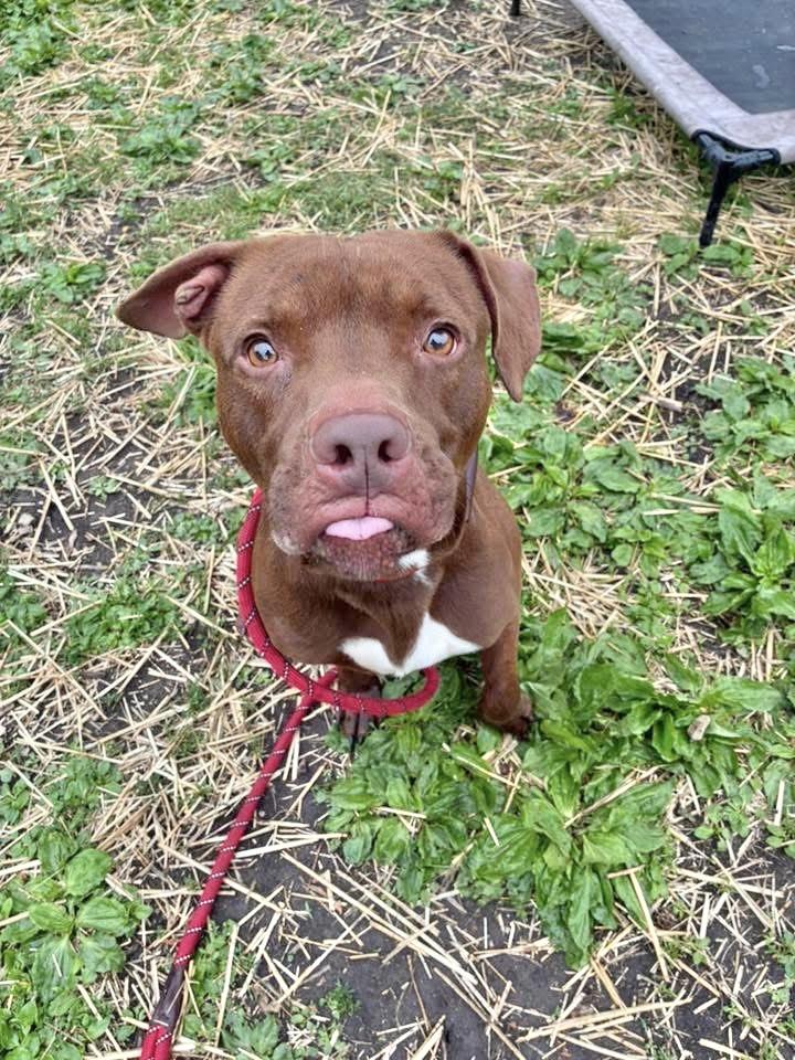 Lord Farquaad, ADOPTABLE, Adult Male Pit Bull Terrier.