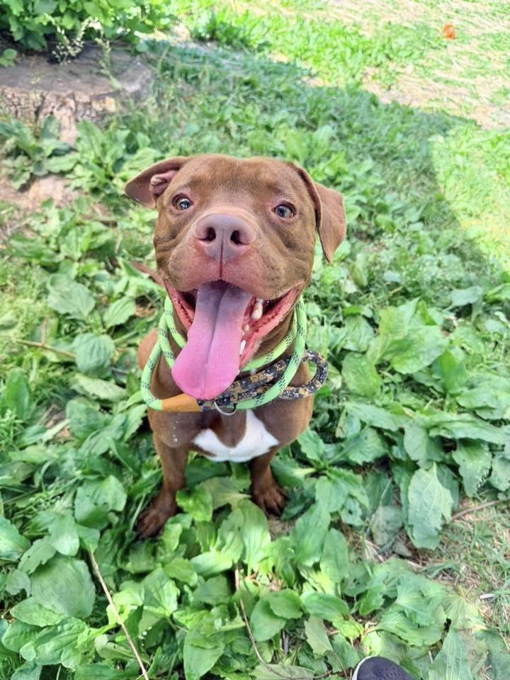 Lord Farquaad, a ADOPTABLE Pit Bull Terrier in Chicago, IL image 3/5