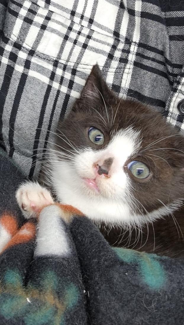 Puck, ADOPTABLE, Kitten Male Domestic Short Hair.