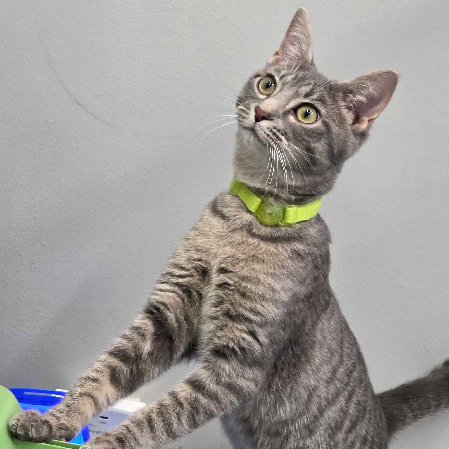 Ricochet, adopted, Kitten Male Domestic Short Hair.