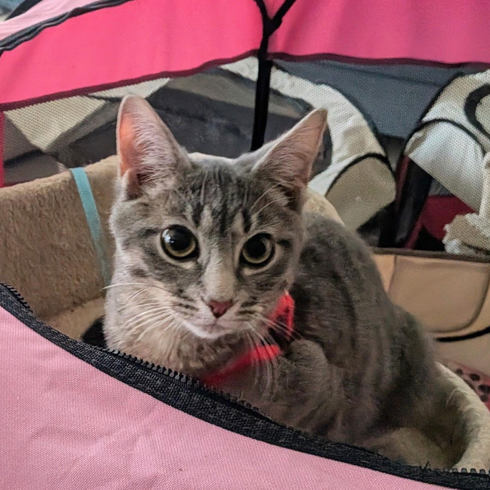 Ricochet, an adopted Domestic Short Hair in Lewis Center, OH image 3/3