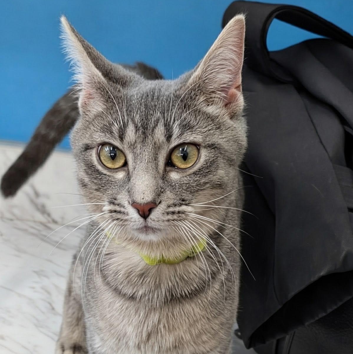 Ricochet, an adopted Domestic Short Hair in Lewis Center, OH image 2/3