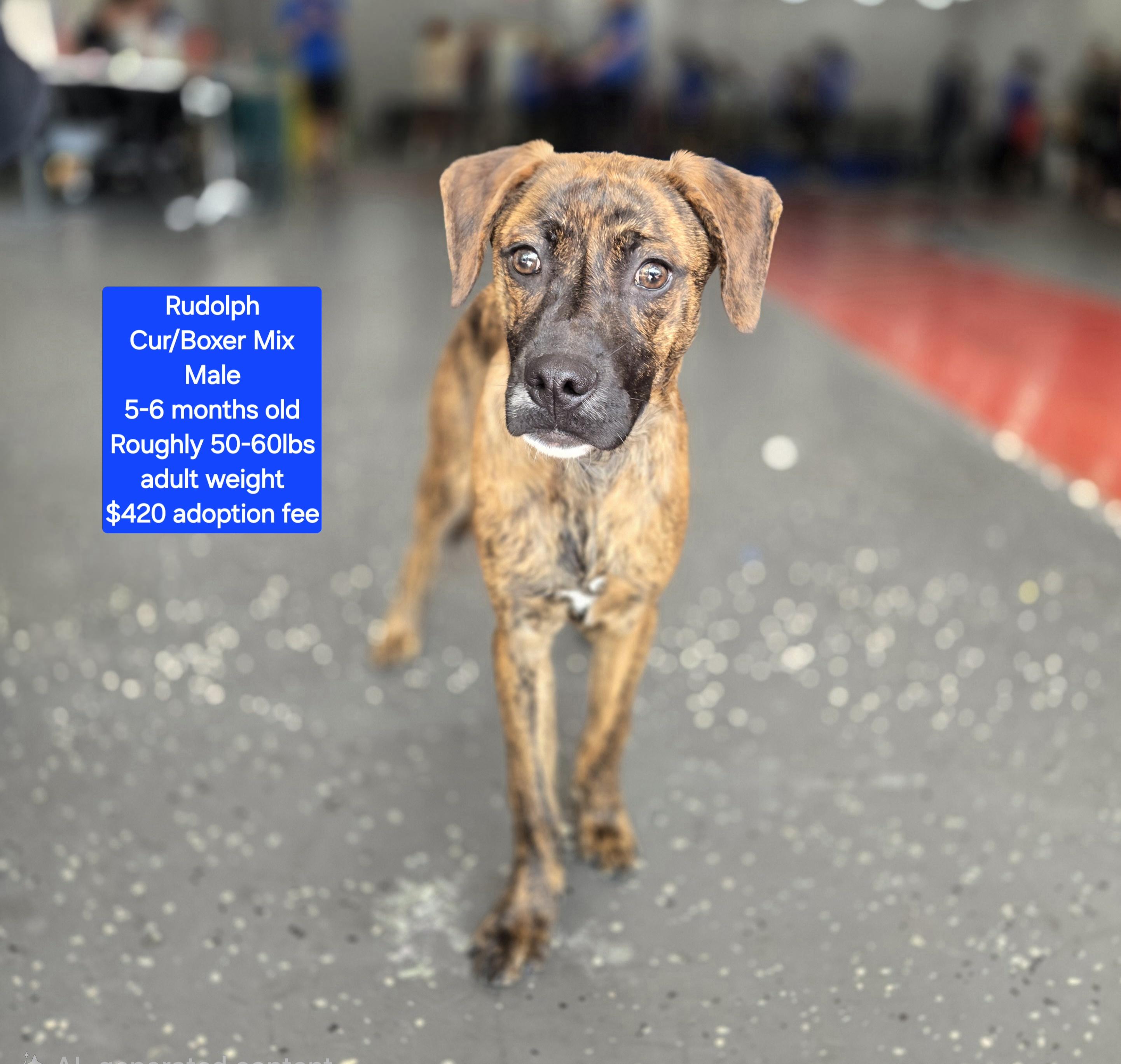 Rudolph, ADOPTABLE, Puppy Male Labrador Retriever & Mastiff.
