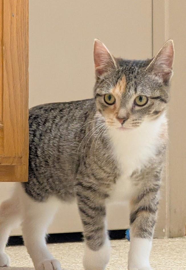 Flurry, ADOPTABLE, Young Female Calico.
