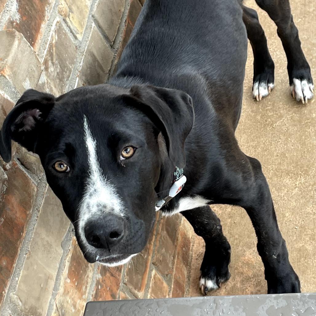 Boujee, Adoptable, Young Male Mixed Breed.