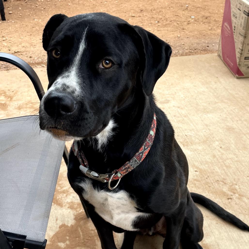 Enlarge Boujee, a Adoptable Mixed Breed in Midland, TX image 2/3