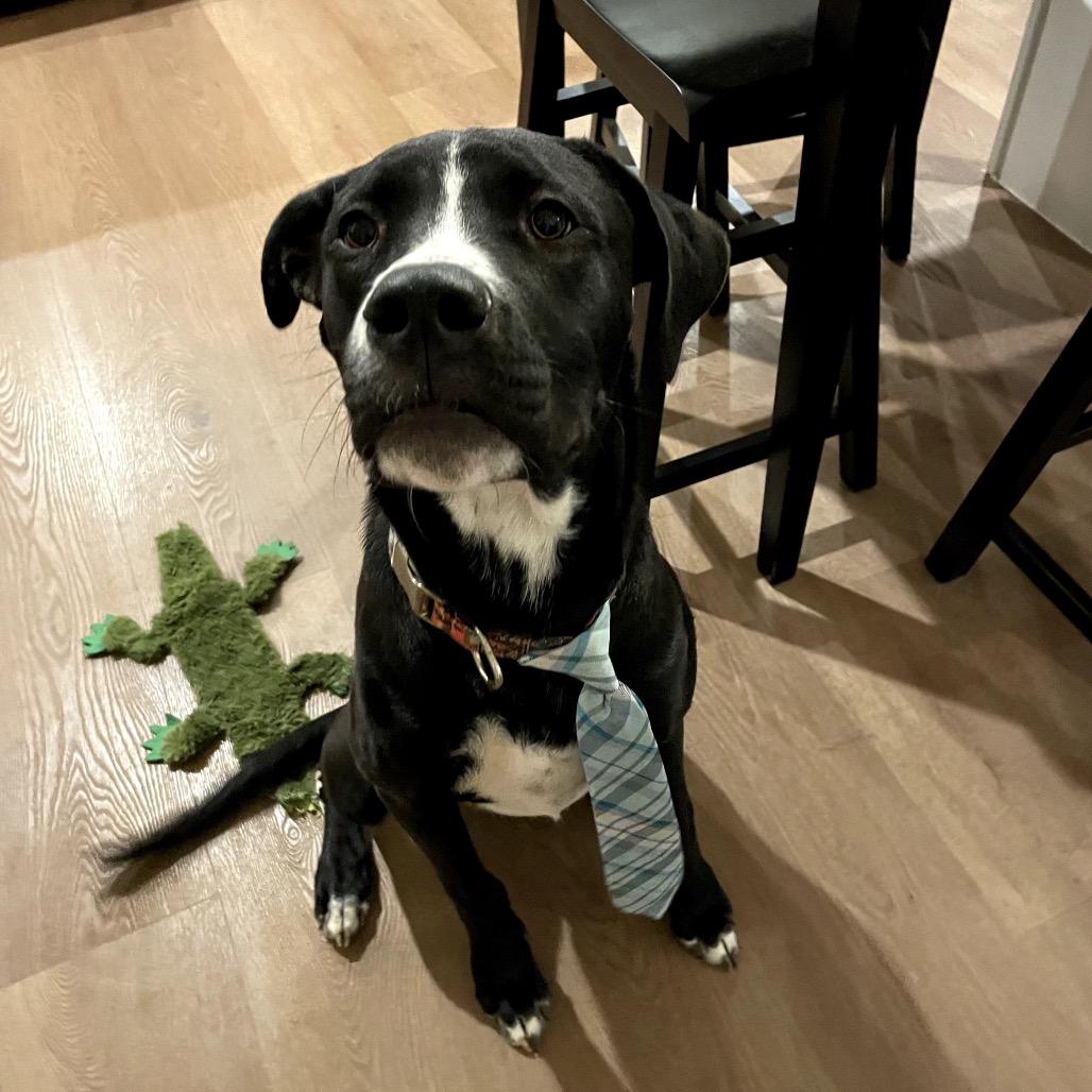 Enlarge Boujee, a Adoptable Mixed Breed in Midland, TX image 3/3