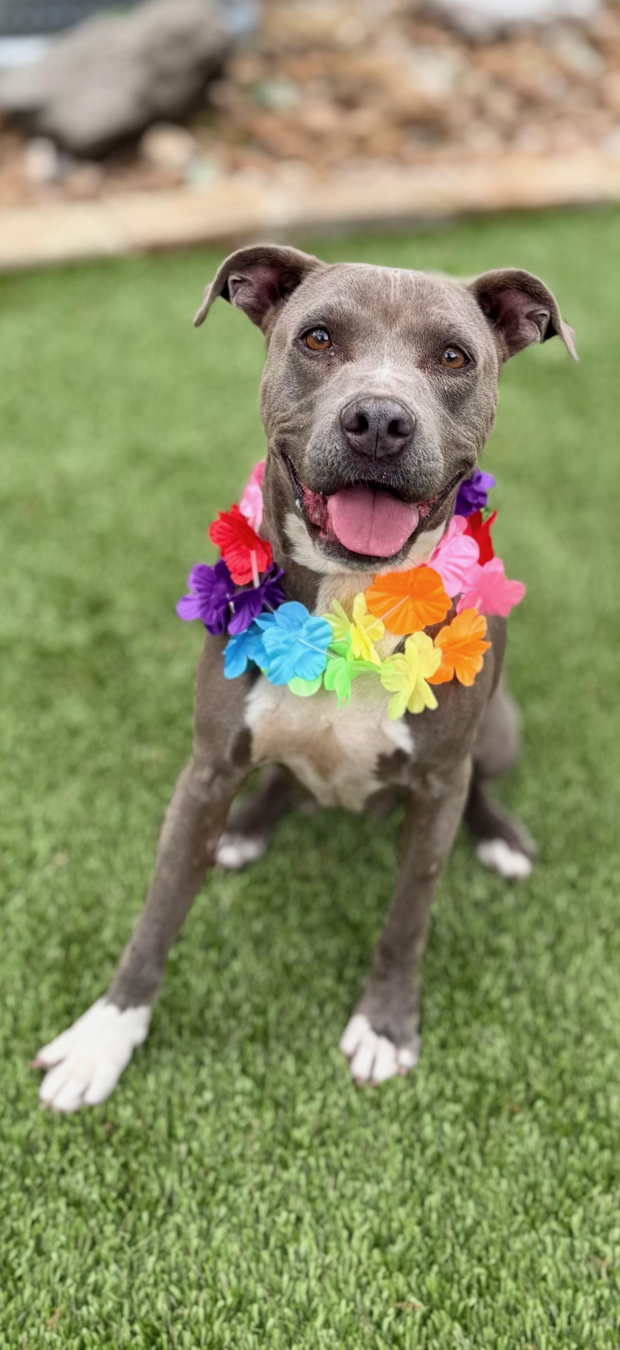 Enlarge Pawlina, a Adoptable American Staffordshire Terrier in Mico, TX image 2/5