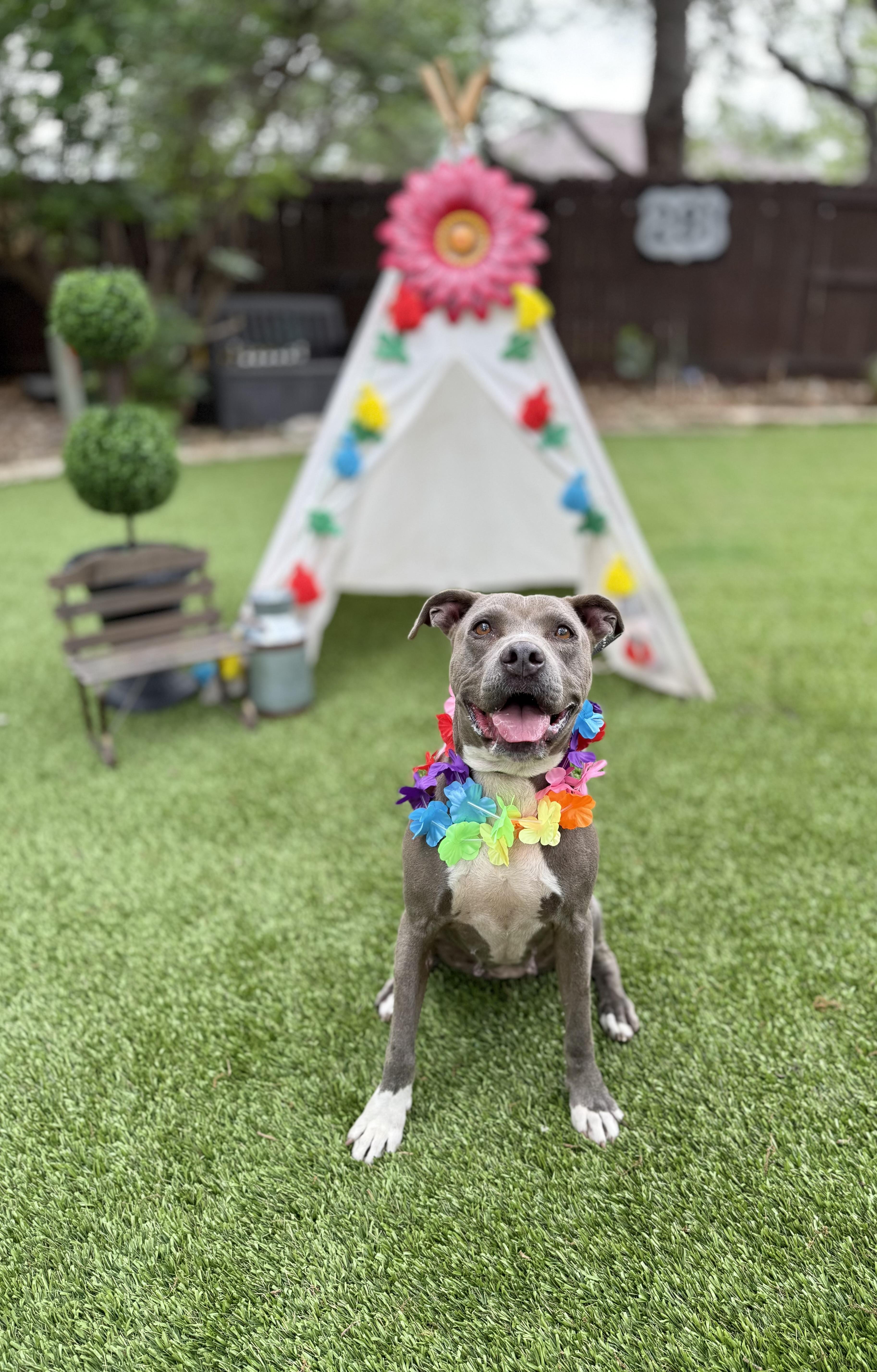 Enlarge Pawlina, a Adoptable American Staffordshire Terrier in Mico, TX image 4/5
