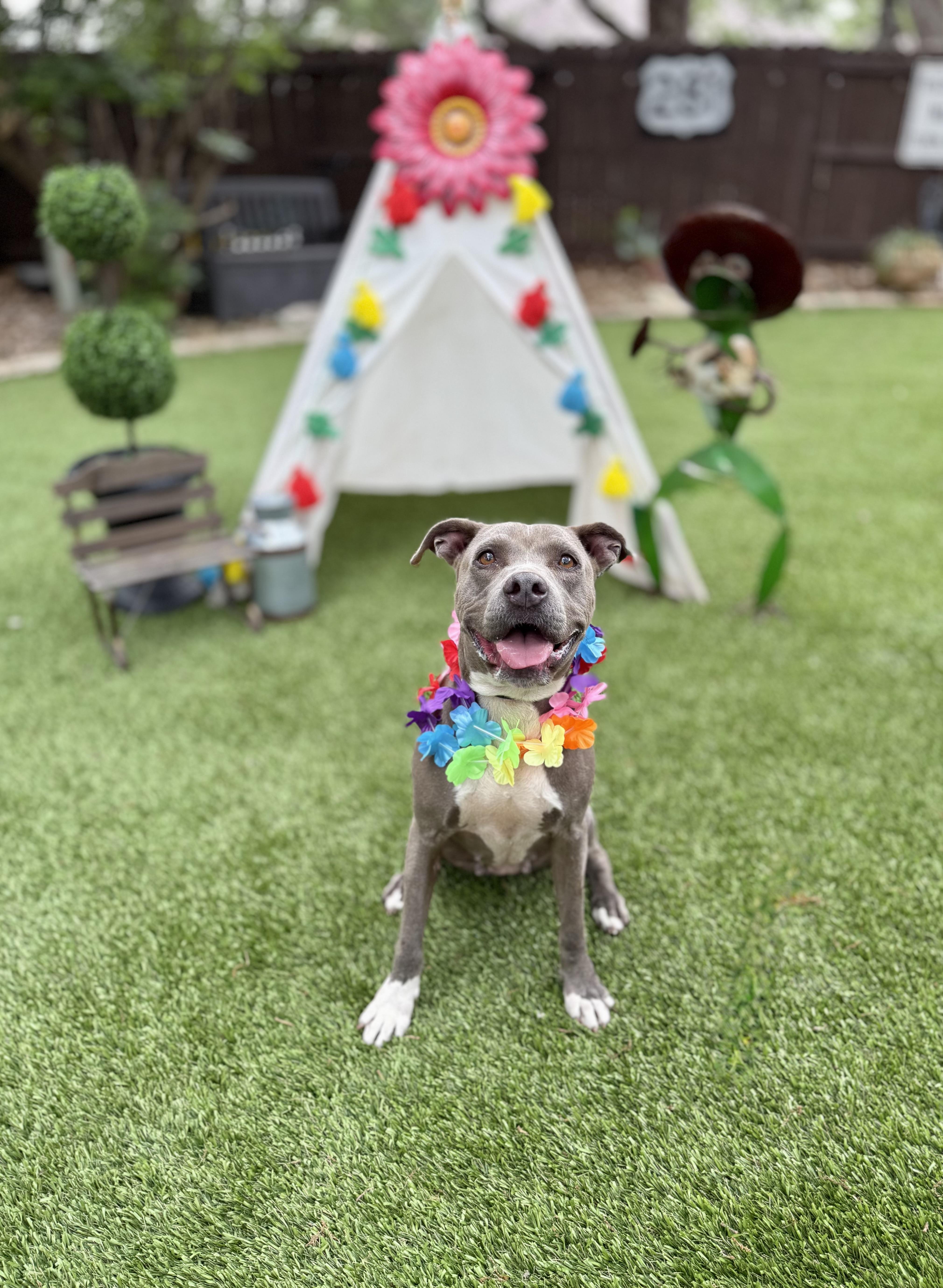 Enlarge Pawlina, a Adoptable American Staffordshire Terrier in Mico, TX image 1/5