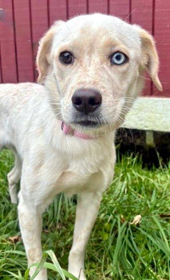Snow White, Adoptable, Puppy Female Cattle Dog & Labrador Retriever.