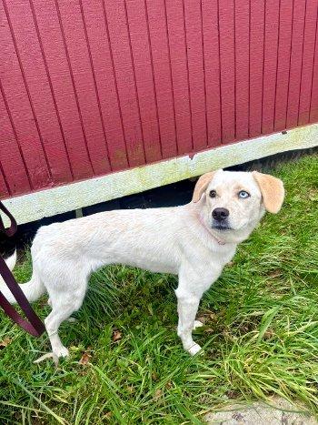 Snow White, a Adoptable mixed breed in Bedford Hills, NY image 3/4