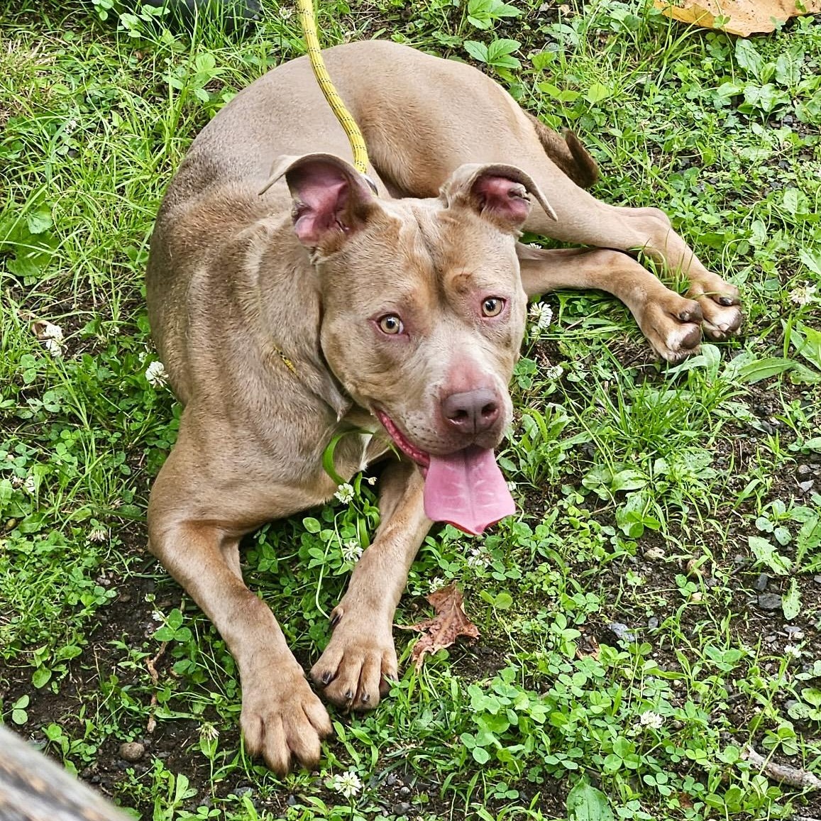 Lola, a Adoptable Pit Bull Terrier in Vernon, NJ image 2/6