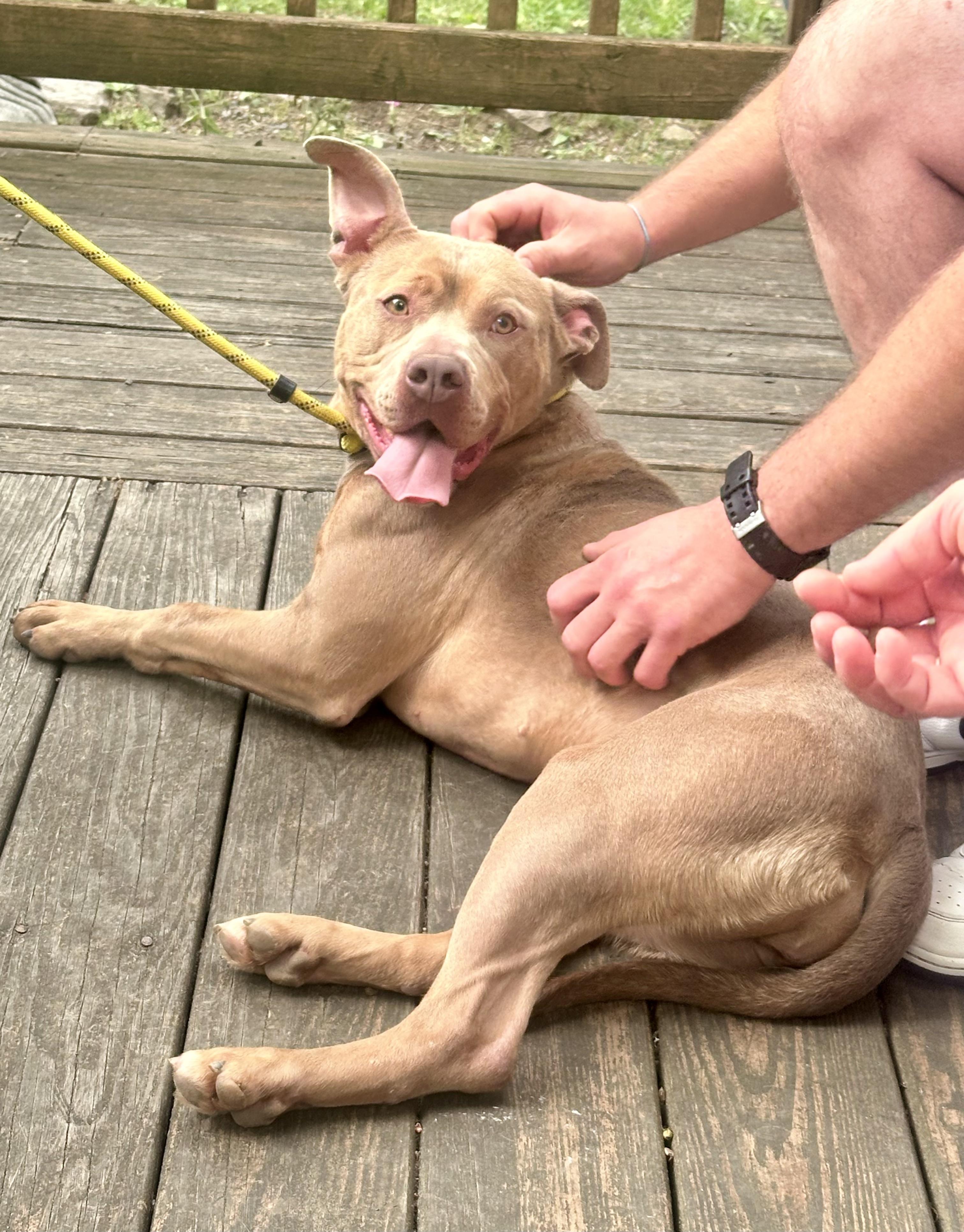 Lola, a Adoptable Pit Bull Terrier in Vernon, NJ image 5/6