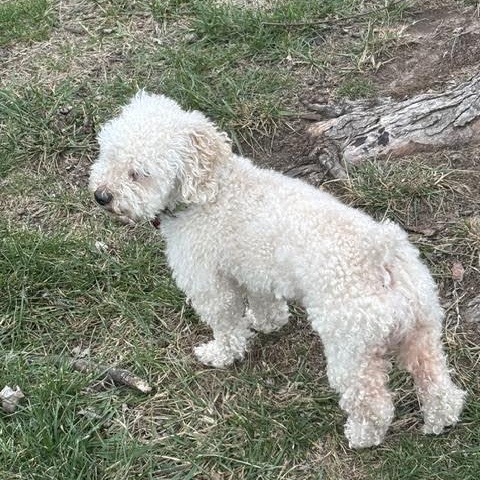 Enlarge Rusco, a Adoptable mixed breed in Springfield, MO image 2/4