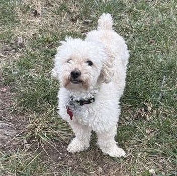 Rusco, Adoptable, Adult Male Cockapoo.