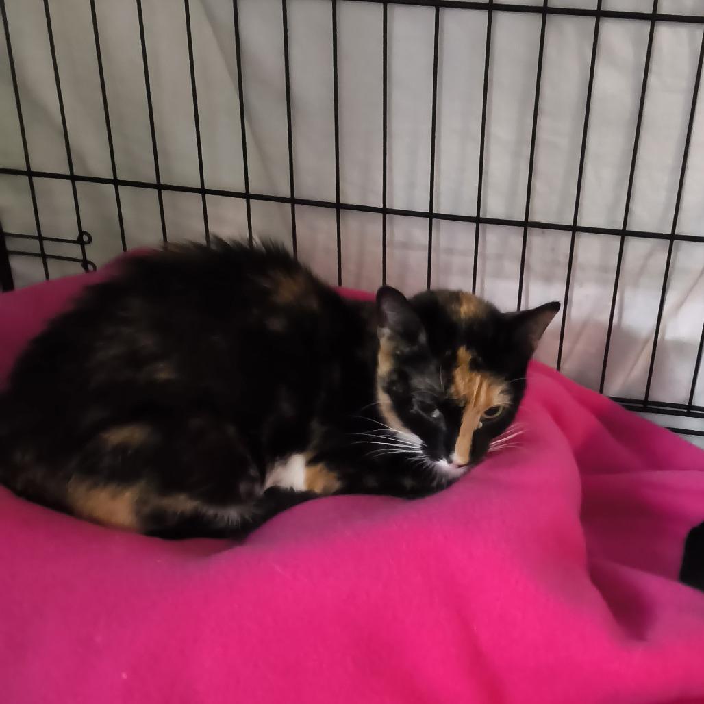 Enlarge Callie, a Adoptable Domestic Short Hair in Jessup, MD image 1/2