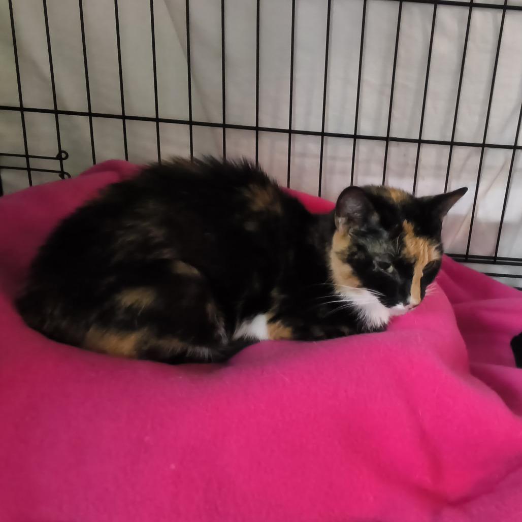 Enlarge Callie, a Adoptable Domestic Short Hair in Jessup, MD image 2/2
