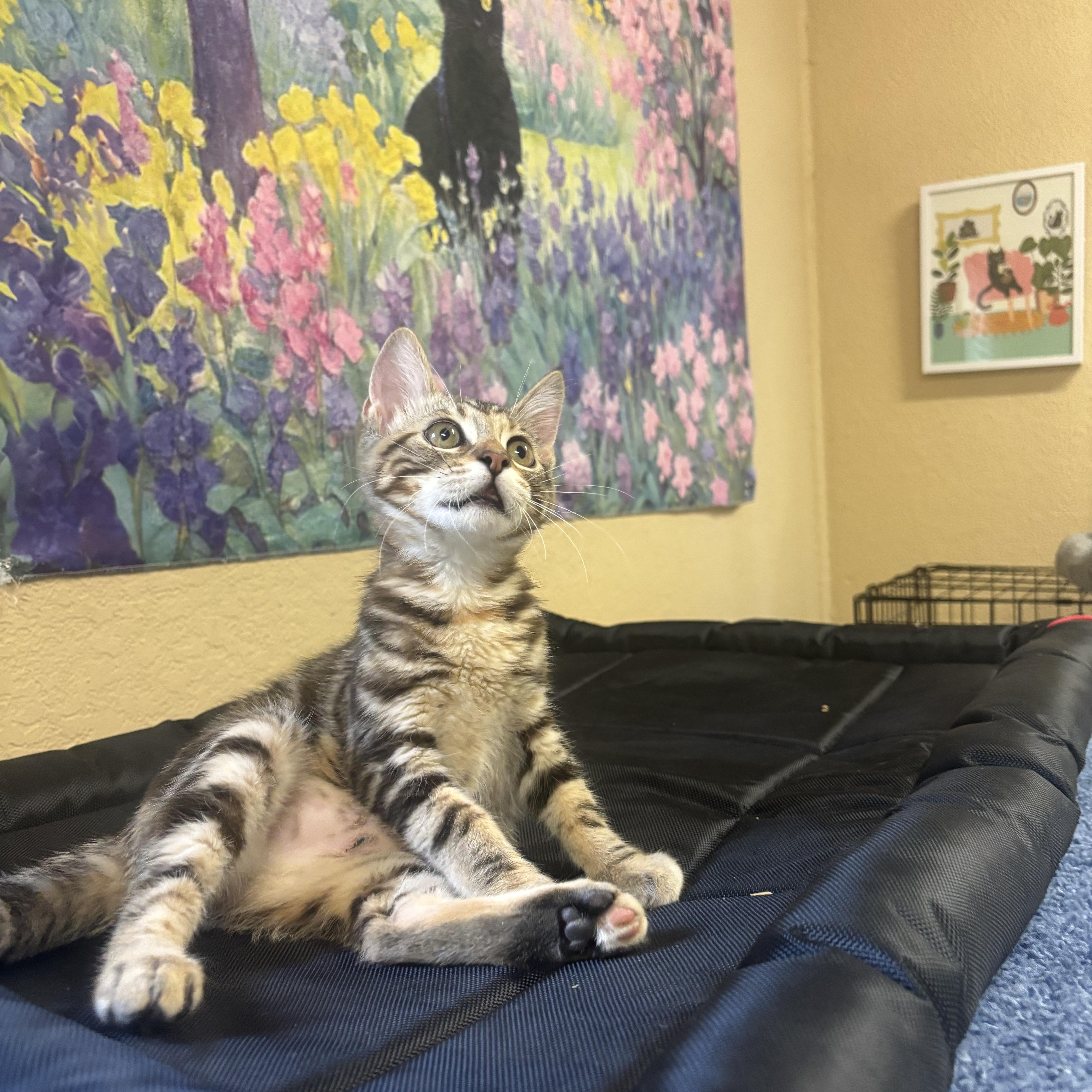 Ivy, an adopted Domestic Short Hair in Statesboro, GA image 2/3