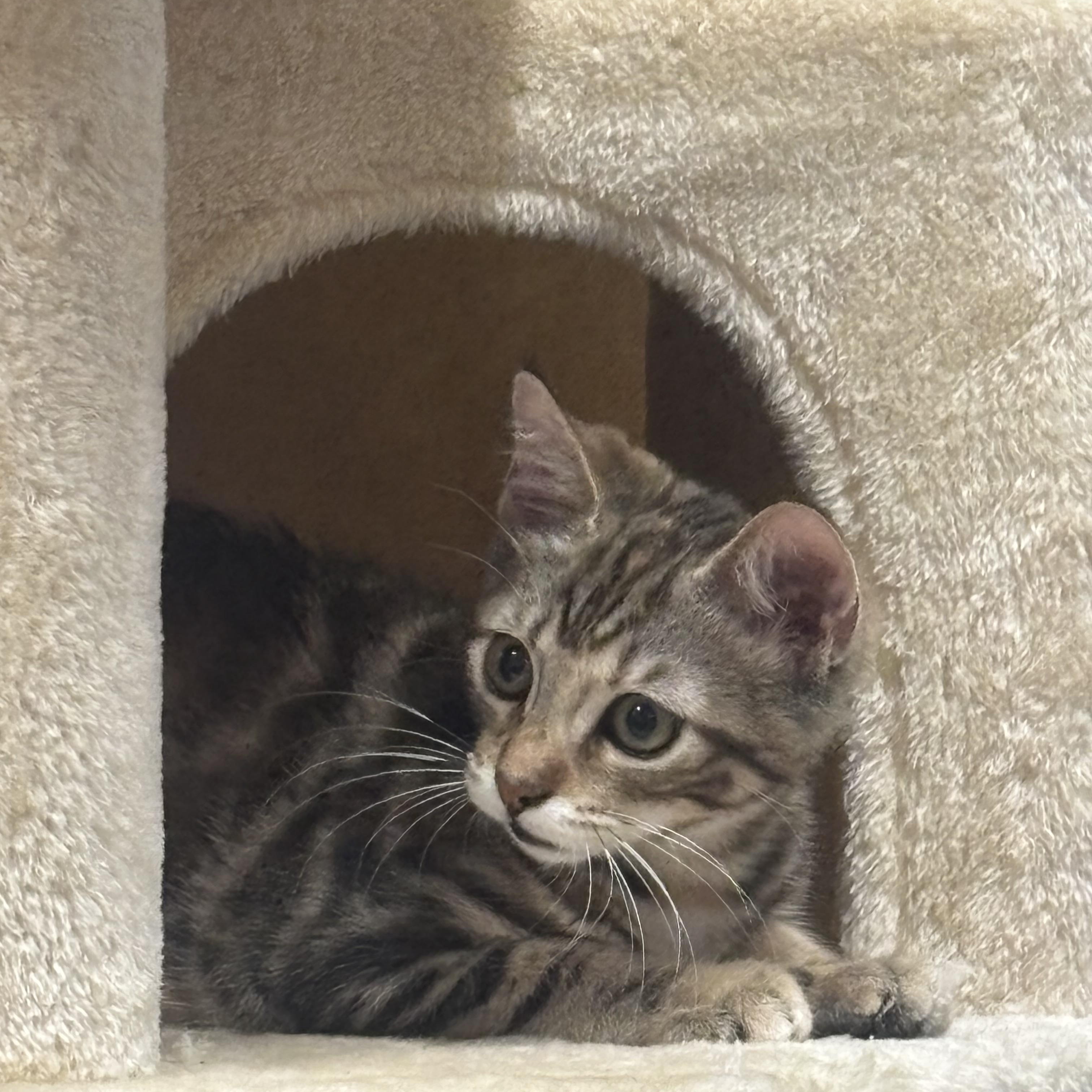 Ivy, an adopted Domestic Short Hair in Statesboro, GA image 3/3