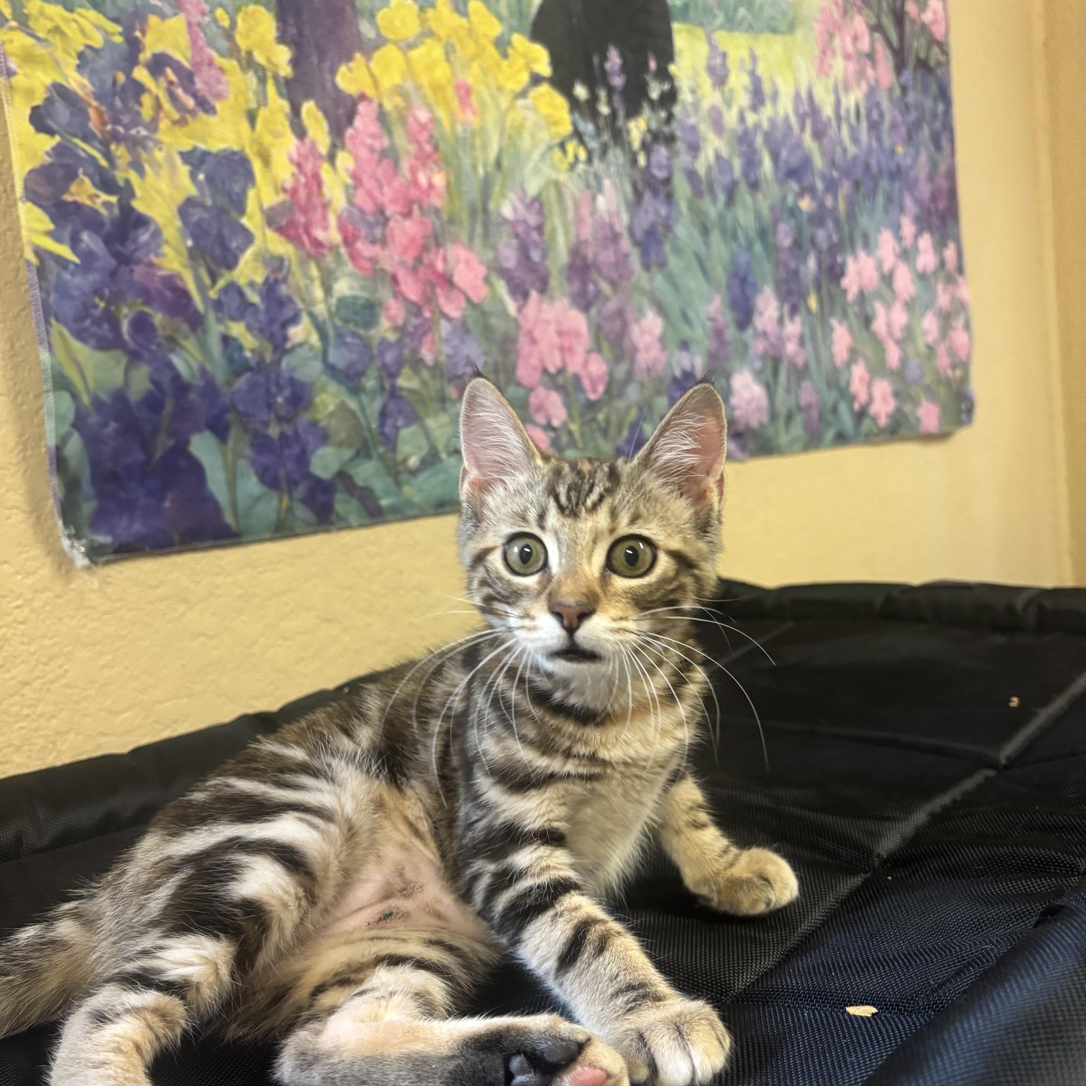 Ivy, an adopted Domestic Short Hair in Statesboro, GA image 1/3