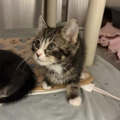 Hermes, Adoptable, Kitten Male Domestic Short Hair & Domestic Short Hair.