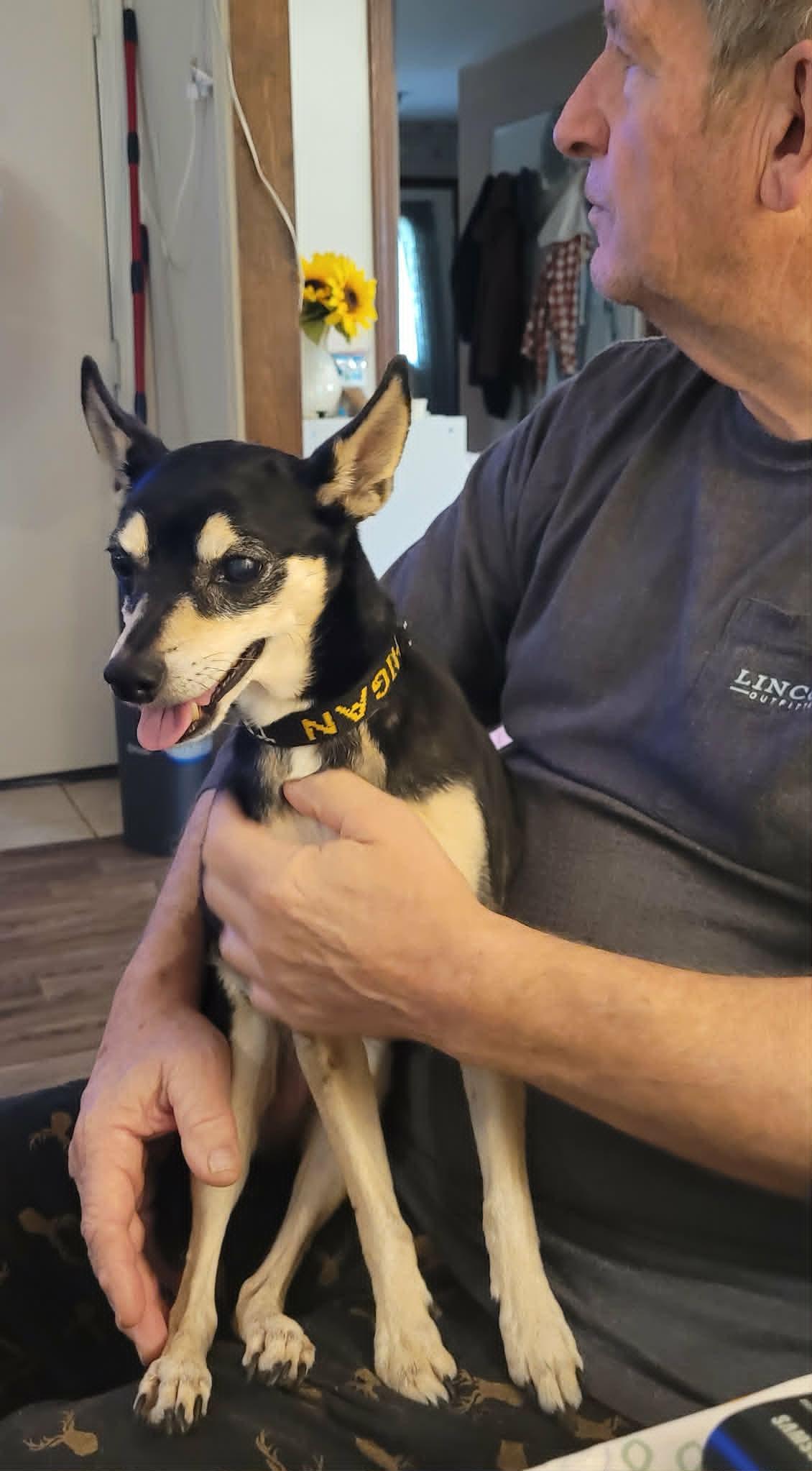 Jackie, a ADOPTABLE Miniature Pinscher in Benton Harbor, MI image 2/3