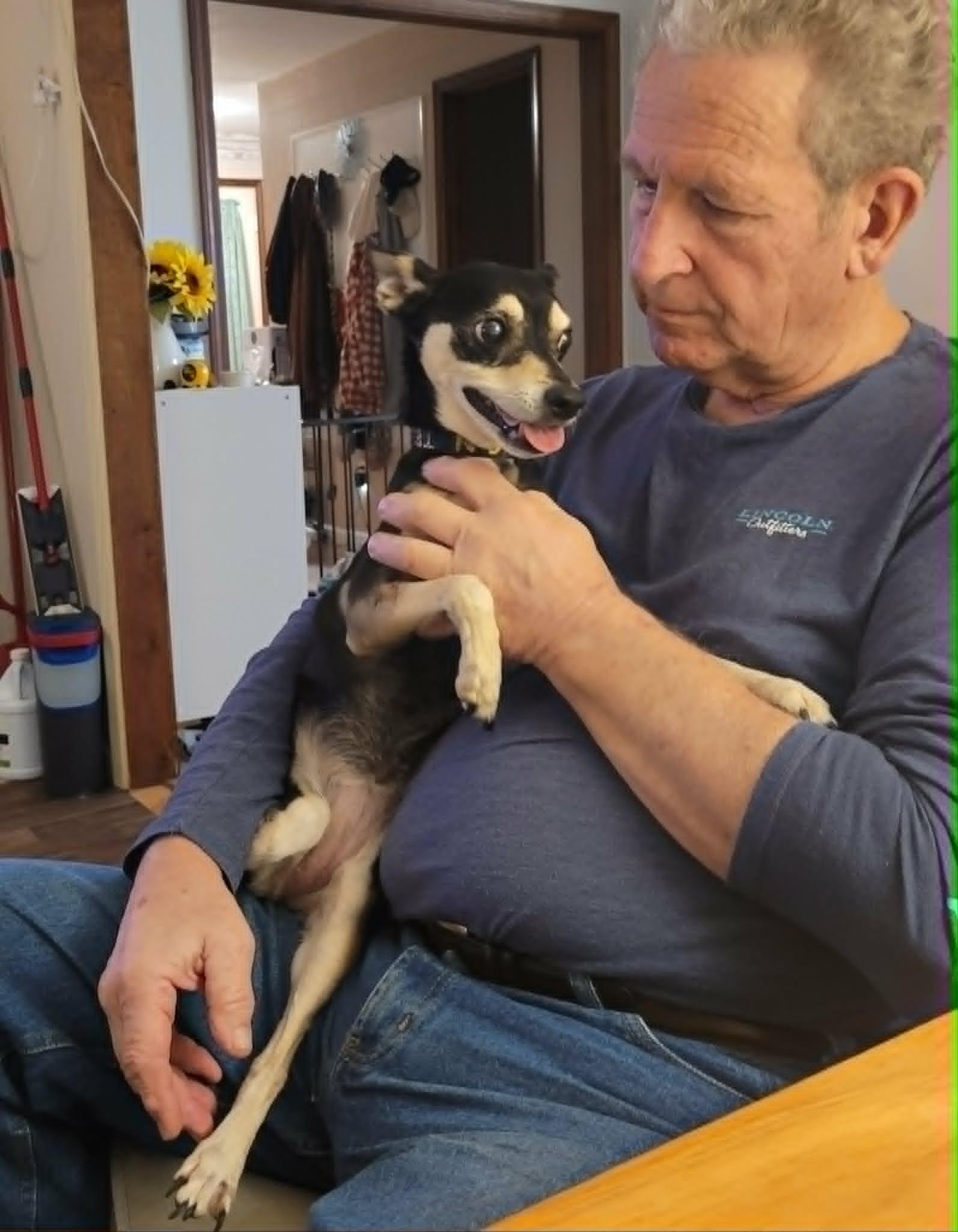 Jackie, a ADOPTABLE Miniature Pinscher in Benton Harbor, MI image 3/3