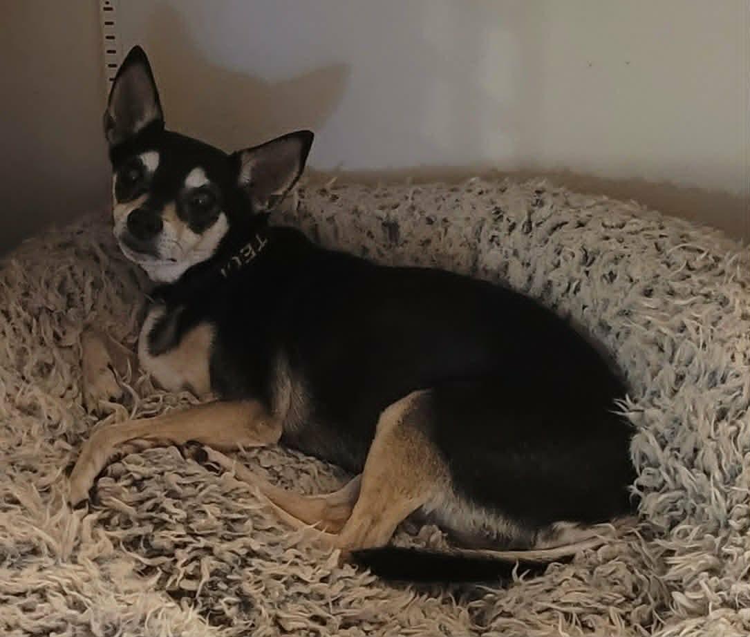 Jackie, ADOPTABLE, Senior Female Miniature Pinscher.