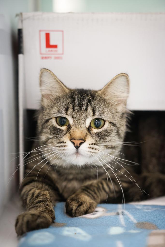 Enlarge Parker, a Adoptable Domestic Short Hair in Saint Paul, MN image 1/2