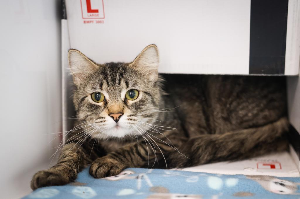 Parker, a Adoptable Domestic Short Hair in Saint Paul, MN image 1/2