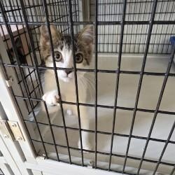 Unknown, Adoptable, Young Female Domestic Short Hair.