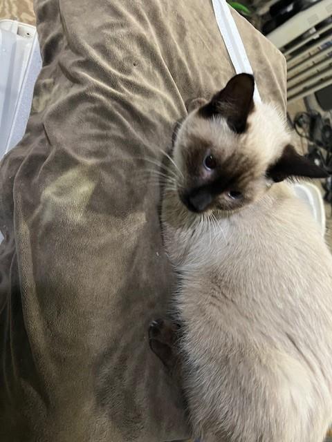 Christian, Adoptable, Young Female Siamese & Domestic Short Hair.