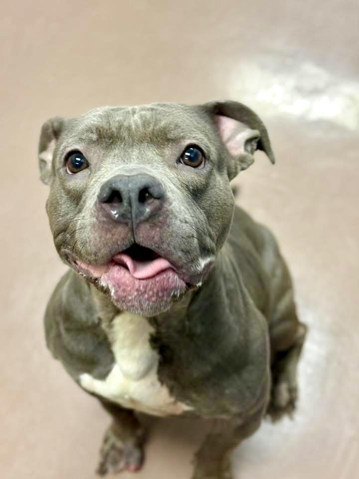 Desdemona, ADOPTABLE, Adult Female Pit Bull Terrier.