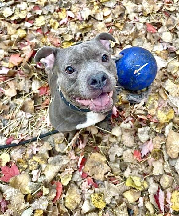 Desdemona, a ADOPTABLE Pit Bull Terrier in Chicago, IL image 2/5