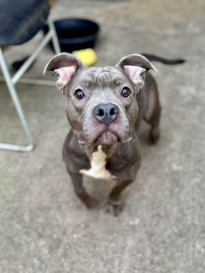Desdemona, a ADOPTABLE Pit Bull Terrier in Chicago, IL image 3/5